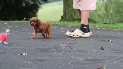 Dax, a male Cavapoo for sale in Sugarcreek, OH – 10 of 10