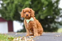 Dax, a male Cavapoo for sale in Sugarcreek, OH – 8 of 10