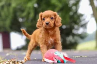 Dax, a male Cavapoo for sale in Sugarcreek, OH – 4 of 10