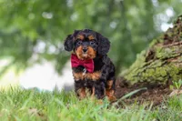 Kai, a male Cavapoo for sale in Sugarcreek, OH – 4 of 10