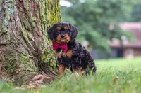Kai, a male Cavapoo for sale in Sugarcreek, OH – 2 of 10