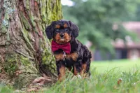 Kai, a male Cavapoo for sale in Sugarcreek, OH – 3 of 10