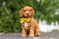 Jagger, a male Cavapoo for sale in Sugarcreek, OH – 7 of 10