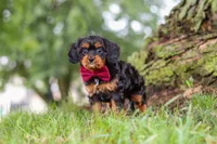 Kai, a male Cavapoo for sale in Sugarcreek, OH – 8 of 10