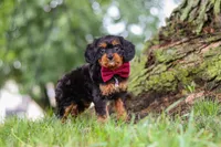 Kai, a male Cavapoo for sale in Sugarcreek, OH – 9 of 10
