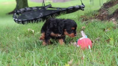 Kai, a male Cavapoo for sale in Sugarcreek, OH – 10 of 10