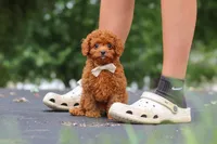 Wallen, a male Cavapoo for sale in Sugarcreek, OH – 9 of 10