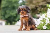 Indy, a female Cavapoo for sale in Sugarcreek, OH – 3 of 10