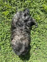 Boy 1 , a male Shih Tzu for sale in Ellenton, FL – 2 of 2