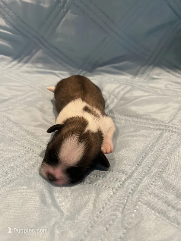 Girl 2 LB – Shih Tzu puppy for sale in Ellenton, FL