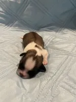 Girl 2 LB, a female Shih Tzu for sale in Ellenton, FL – 1 of 2
