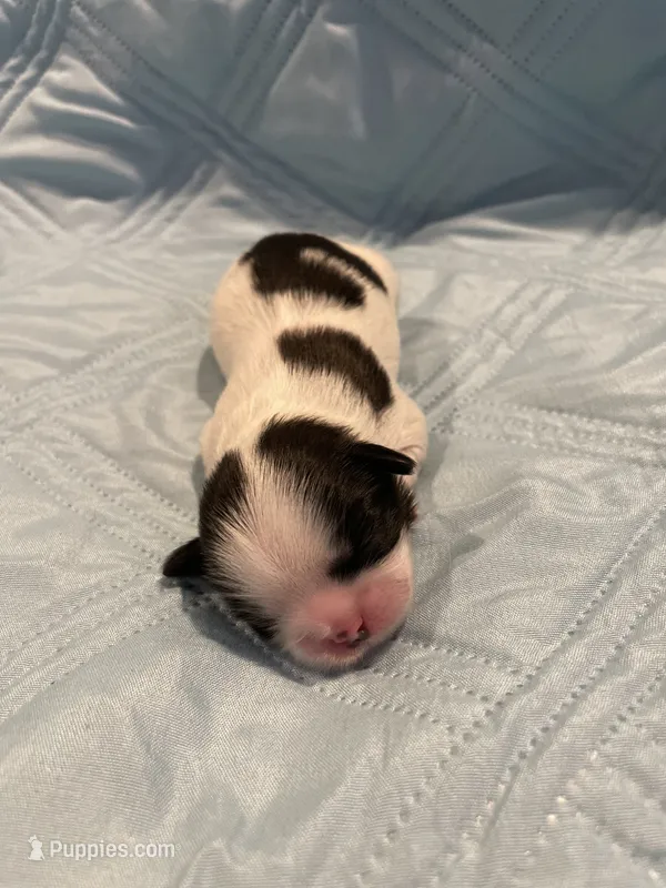 Boy LB – Shih Tzu puppy for sale in Ellenton, FL