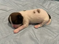 Girl 4 LB, a female Shih Tzu for sale in Ellenton, FL – 2 of 2