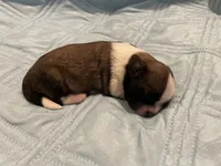 Girl 2 LB, a female Shih Tzu for sale in Ellenton, FL – 2 of 2