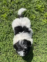 Boy 2, a male Shih Tzu for sale in Ellenton, FL – 2 of 2