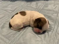 Girl 3 LB, a female Shih Tzu for sale in Ellenton, FL – 2 of 2