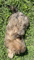 Boy 3, a male Shih Tzu for sale in Ellenton, FL – 2 of 2