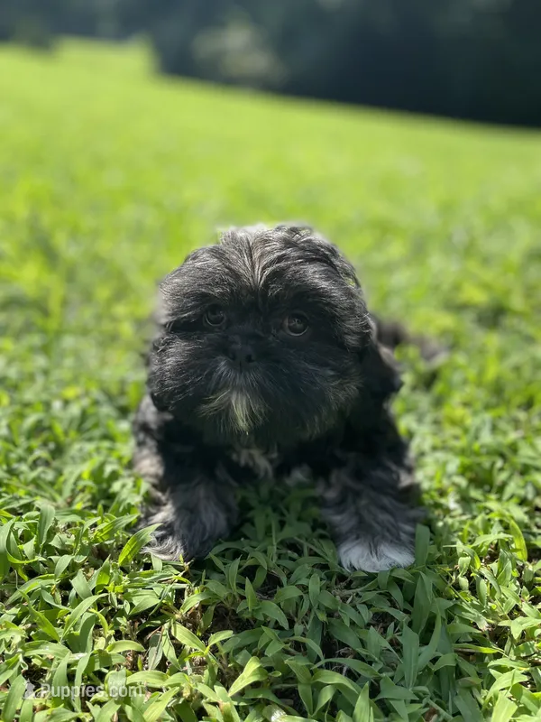Boy 1  – Shih Tzu puppy for sale in Ellenton, FL