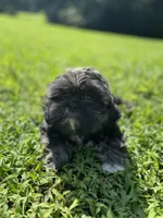 Boy 1 , a male Shih Tzu for sale in Ellenton, FL – 1 of 2