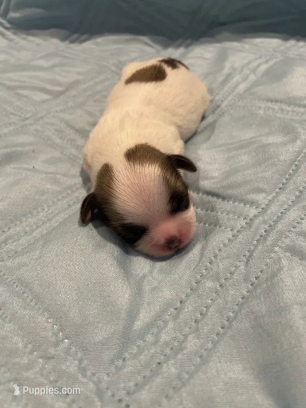 Girl 3 LB – Shih Tzu puppy for sale in Ellenton, FL