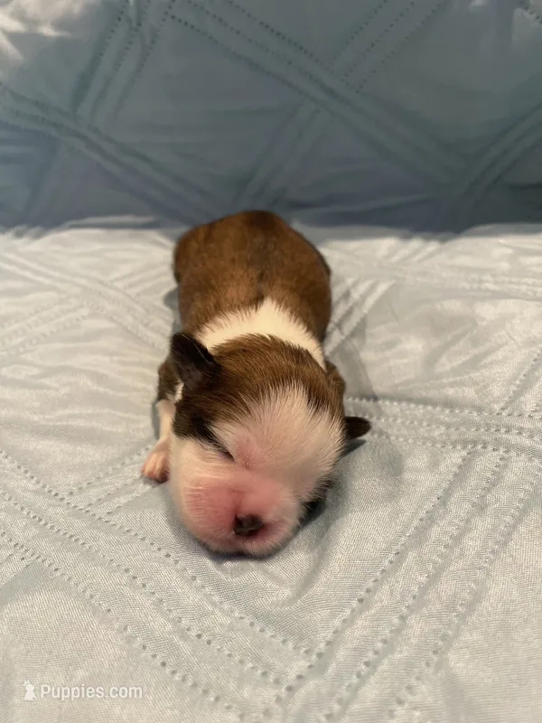 Girl 5 LB – Shih Tzu puppy for sale in Ellenton, FL