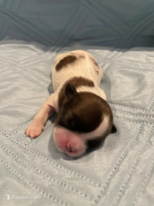 Girl 4 LB – Shih Tzu puppy for sale in Ellenton, FL