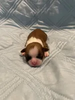 Girl 1 LB, a female Shih Tzu for sale in Ellenton, FL – 1 of 2
