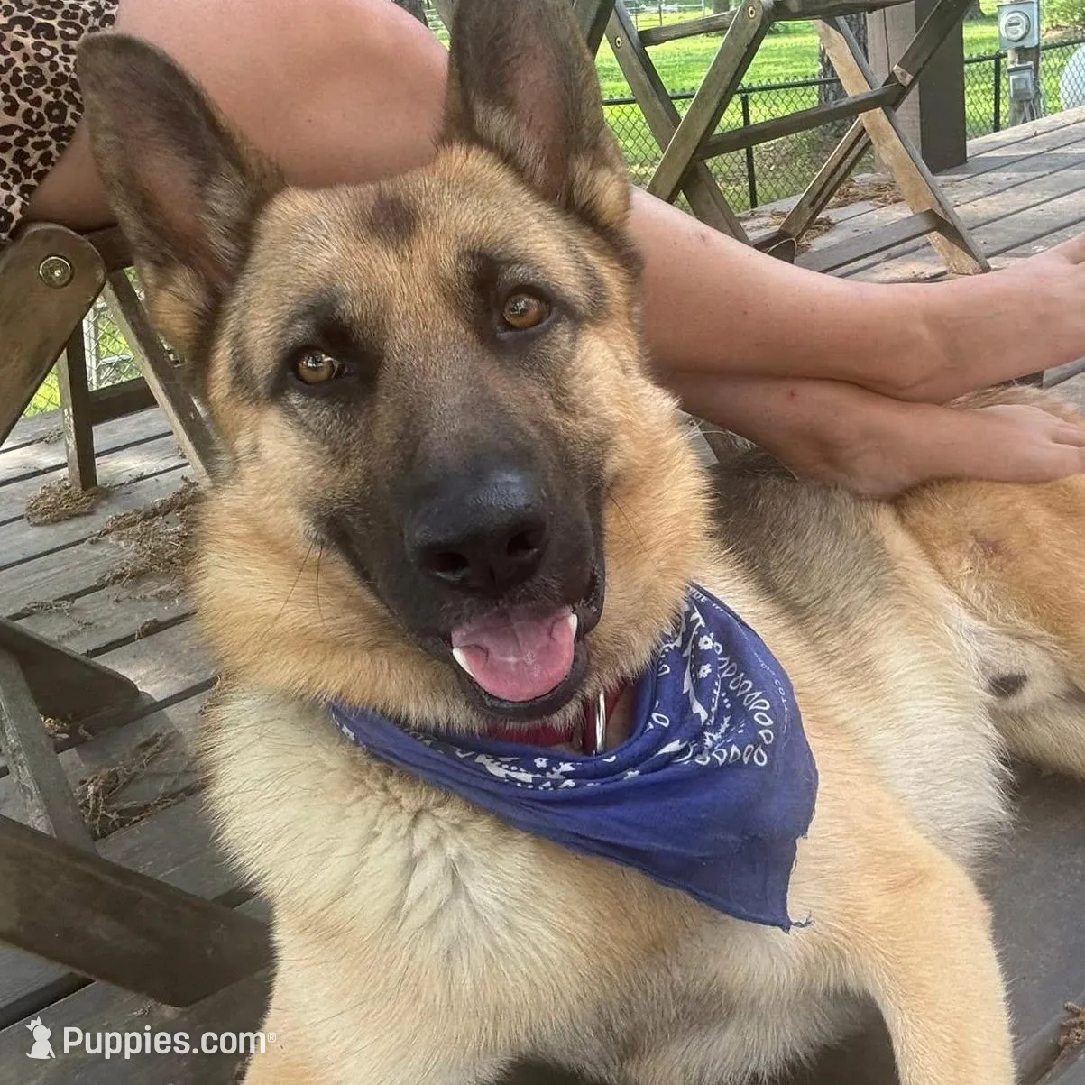 Blue Collar Male, a male German Shepherd Dog for sale in Imperial, MO – Photo 5 of 5