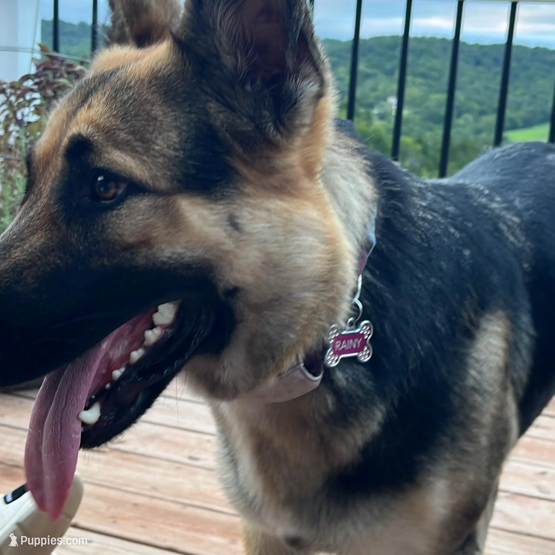 Blue Collar Male, a male German Shepherd Dog for sale in Imperial, MO – Photo 4 of 5