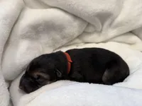 Red Collar Male, a male German Shepherd Dog for sale in Imperial, MO – Photo 2 of 3