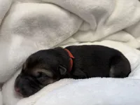 Red Collar Male, a male German Shepherd Dog for sale in Imperial, MO – Photo 3 of 3