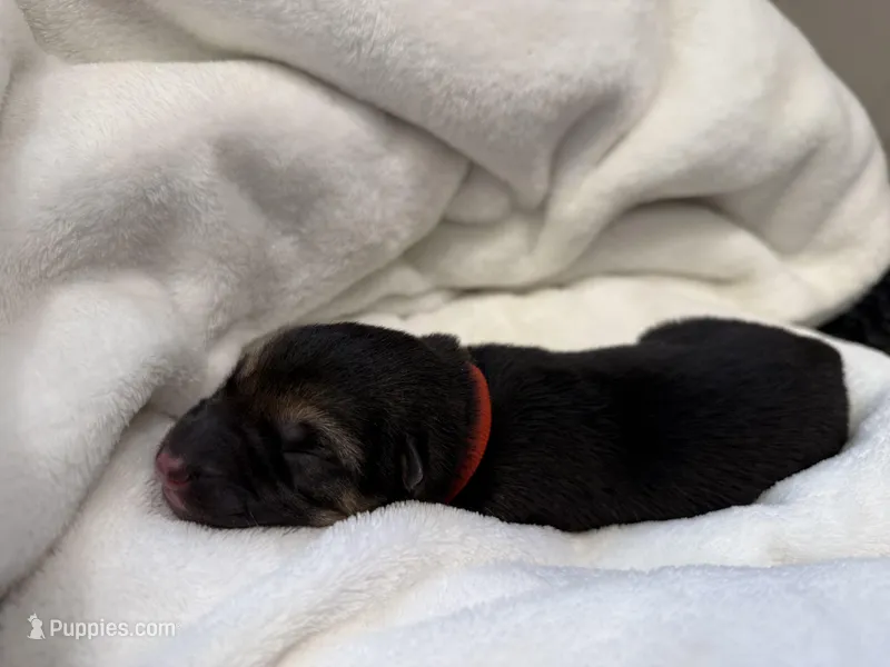 Red Collar Male – German Shepherd Dog puppy for sale in Imperial, MO