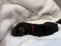 Red Collar Male, a male German Shepherd Dog for sale in Imperial, MO – Photo 1 of 3