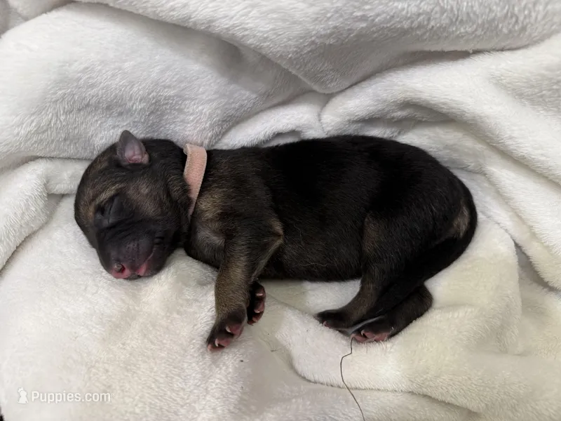 Light Pink Collar Female – German Shepherd Dog puppy for sale in Imperial, MO