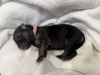 Light Pink Collar Female, a male German Shepherd Dog for sale in Imperial, MO – Photo 1 of 2