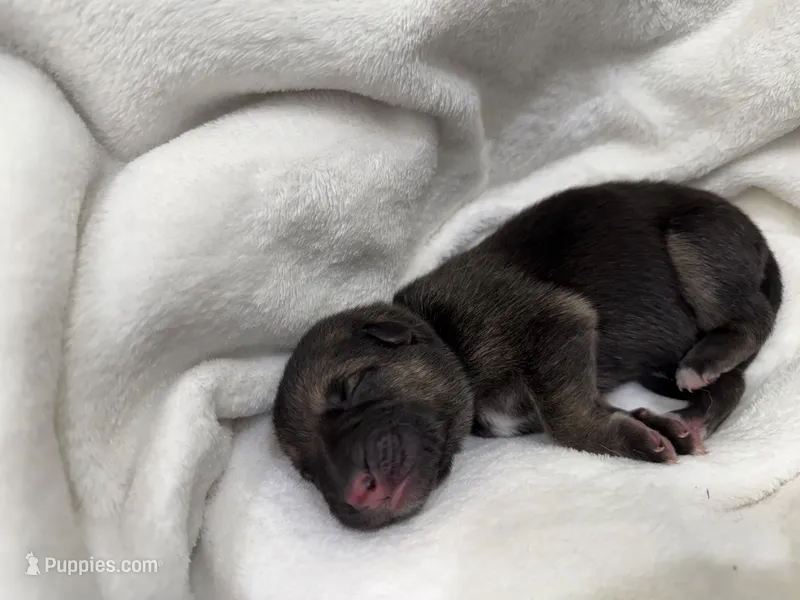 Purple Collar Female – German Shepherd Dog puppy for sale in Imperial, MO