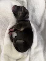 Purple Collar Female, a male German Shepherd Dog for sale in Imperial, MO – Photo 3 of 3