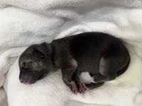 Purple Collar Female, a male German Shepherd Dog for sale in Imperial, MO – Photo 2 of 3