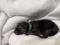 Green Collar Male, a male German Shepherd Dog for sale in Imperial, MO – Photo 2 of 2