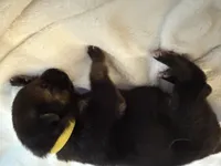 Lime Green Male, a male German Shepherd Dog for sale in Imperial, MO – Photo 1 of 2