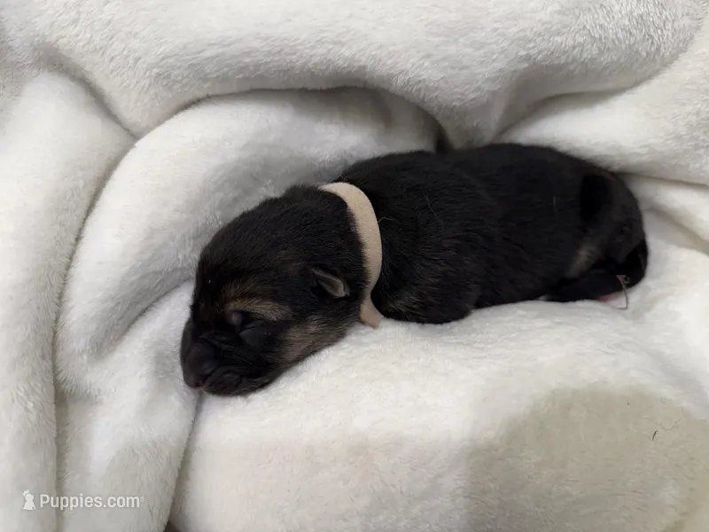 White Collar Male – German Shepherd Dog puppy for sale in Imperial, MO