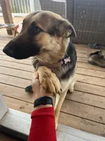 White Collar Male, a male German Shepherd Dog for sale in Imperial, MO – Photo 5 of 6