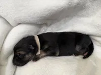 White Collar Male, a male German Shepherd Dog for sale in Imperial, MO – Photo 2 of 6