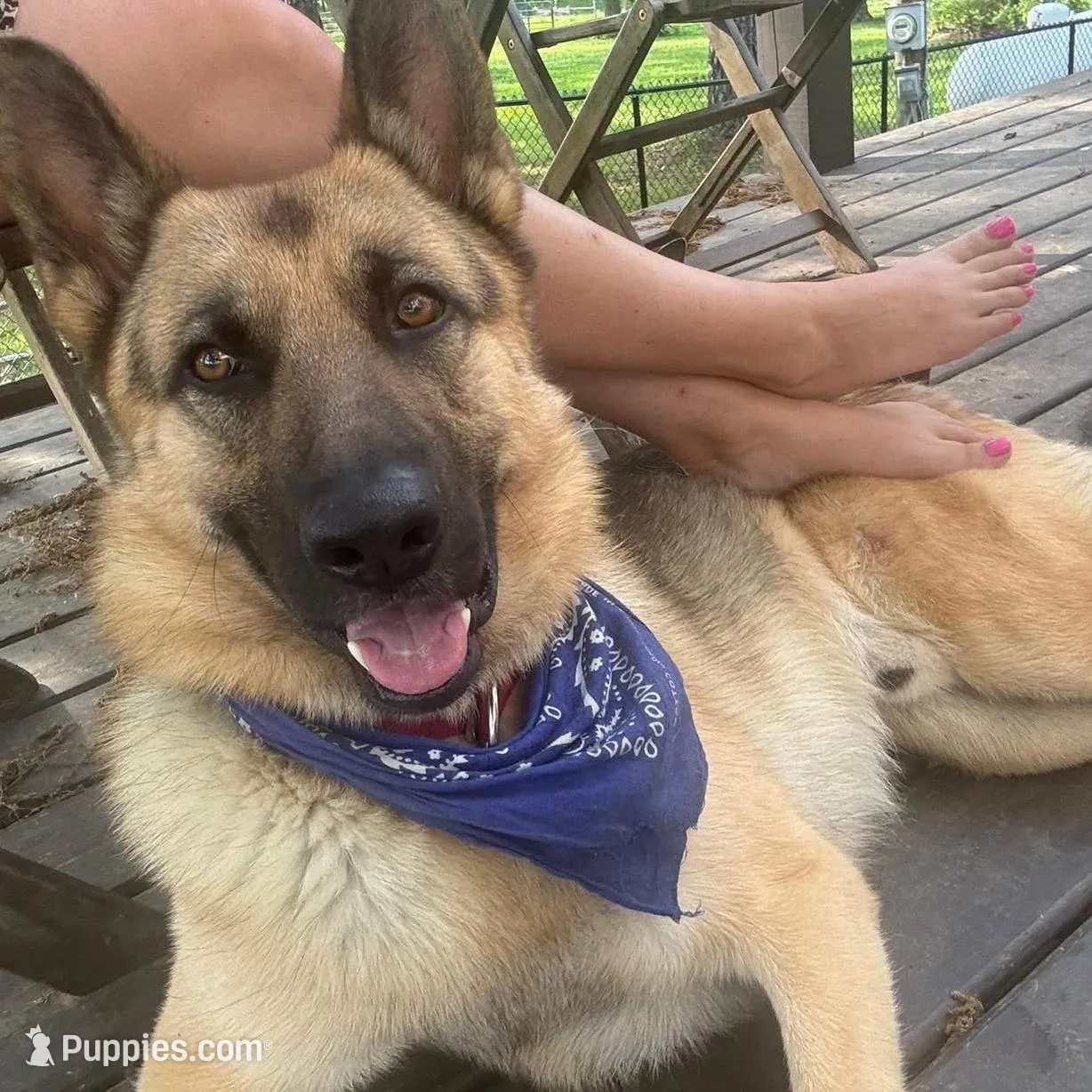 White Collar Male, a male German Shepherd Dog for sale in Imperial, MO – Photo 6 of 6