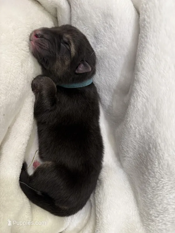 Blue Collar Male – German Shepherd Dog puppy for sale in Imperial, MO