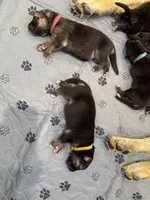 Yellow Collar Female, a male German Shepherd Dog for sale in Imperial, MO – Photo 3 of 3