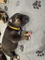 Yellow Collar Female, a male German Shepherd Dog for sale in Imperial, MO – Photo 2 of 3