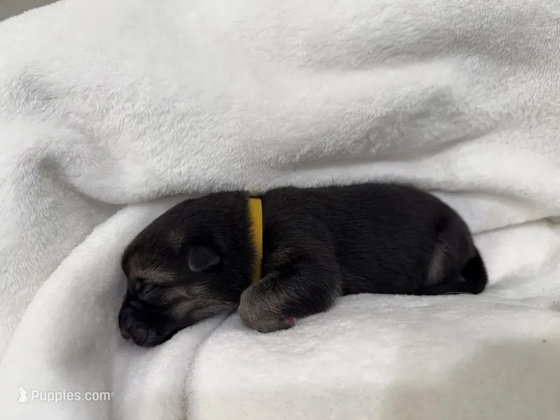 Yellow Collar Female – German Shepherd Dog puppy for sale in Imperial, MO