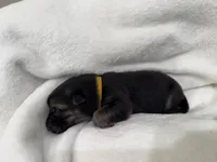 Yellow Collar Female, a male German Shepherd Dog for sale in Imperial, MO – Photo 1 of 3