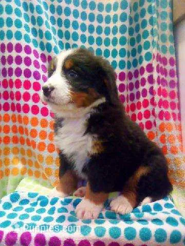 Hope – Bernese Mountain Dog puppy for sale in Waynesville, NC